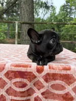 Danny, a male French Bulldog for sale in Greenville, TX – Photo 5 of 6