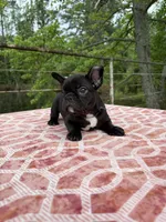 Danny, a male French Bulldog for sale in Greenville, TX – Photo 3 of 6
