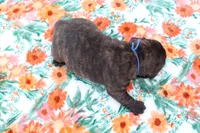 Danny, a male French Bulldog for sale in Greenville, TX – Photo 7 of 7