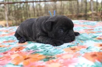 Danny, a male French Bulldog for sale in Greenville, TX – Photo 5 of 7