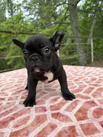 Danny, a male French Bulldog for sale in Greenville, TX – Photo 2 of 6