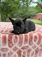 Danny, a male French Bulldog for sale in Greenville, TX – Photo 6 of 6
