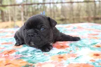 Danny, a male French Bulldog for sale in Greenville, TX – Photo 4 of 7