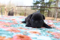 Danny, a male French Bulldog for sale in Greenville, TX – Photo 1 of 7