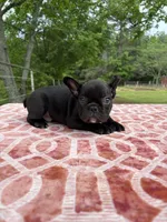 Danny, a male French Bulldog for sale in Greenville, TX – Photo 4 of 6
