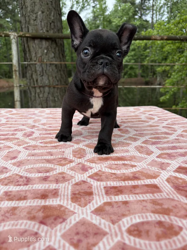 Danny – French Bulldog puppy for sale in Greenville, TX