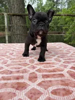 Danny, a male French Bulldog for sale in Greenville, TX – Photo 1 of 6