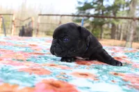 Danny, a male French Bulldog for sale in Greenville, TX – Photo 2 of 7