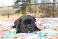 Danny, a male French Bulldog for sale in Greenville, TX – Photo 6 of 7