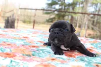 Danny, a male French Bulldog for sale in Greenville, TX – Photo 3 of 7