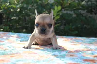 Gemma, a female French Bulldog for sale in Greenville, TX – 5 of 7