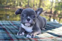 Charlie, a male French Bulldog for sale in Greenville, TX – 4 of 10