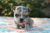 Selena, a female French Bulldog for sale in Greenville, TX – 2 of 7