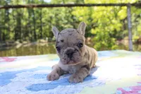 Ivy, a female French Bulldog for sale in Greenville, TX – 5 of 7