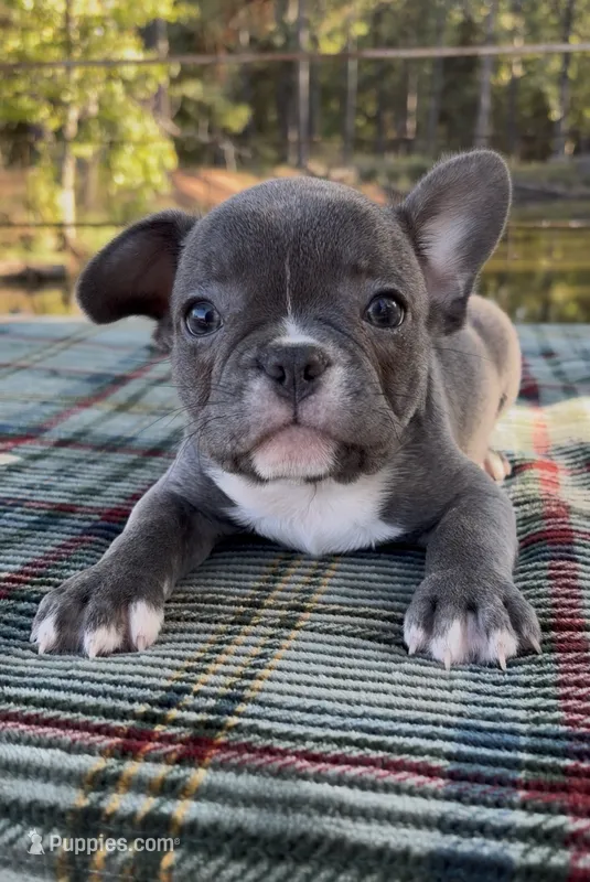 Charlie – French Bulldog puppy for sale in Greenville, TX