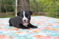 Roxy, a female French Bulldog for sale in Greenville, TX – 2 of 7