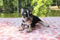 Dennis, a male French Bulldog for sale in Greenville, TX – 4 of 7