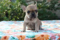 Callie, a female French Bulldog for sale in Greenville, TX – 3 of 7