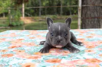 Milo, a male French Bulldog for sale in Greenville, TX – 6 of 7