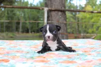 Roxy, a female French Bulldog for sale in Greenville, TX – 5 of 7