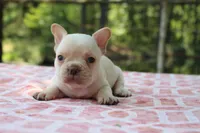 Harvey, a male French Bulldog for sale in Greenville, TX – 7 of 7