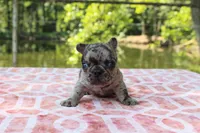 Jake- merle, a male French Bulldog for sale in Greenville, TX – 1 of 7