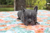 Milo, a male French Bulldog for sale in Greenville, TX – 5 of 7