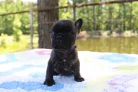 Archie, a male French Bulldog for sale in Greenville, TX – 3 of 7