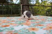 Molly, a female French Bulldog for sale in Greenville, TX – 5 of 7