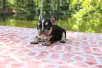 Dennis, a male French Bulldog for sale in Greenville, TX – 3 of 7
