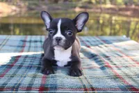 Roxy, a female French Bulldog for sale in Greenville, TX – 2 of 10