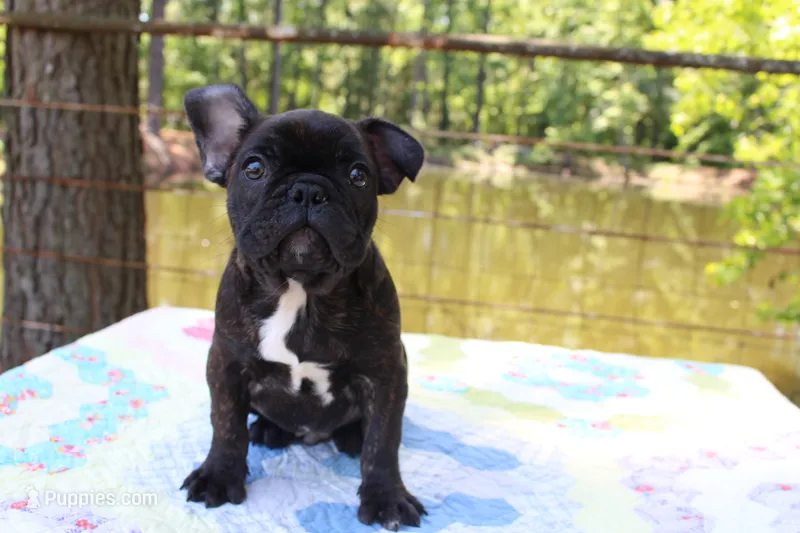 Danny – French Bulldog puppy for sale in Greenville, TX