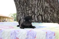 Oliver, a male French Bulldog for sale in Greenville, TX – 5 of 7