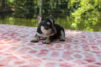 Dennis, a male French Bulldog for sale in Greenville, TX – 2 of 7