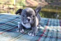 Charlie, a male French Bulldog for sale in Greenville, TX – 6 of 10