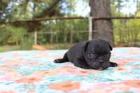 Hunter, a male French Bulldog for sale in Greenville, TX – 4 of 7