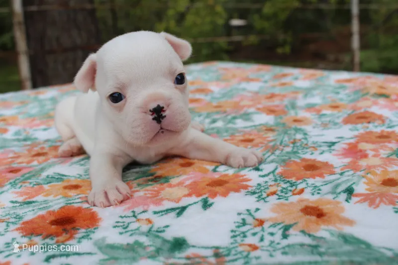 Penny – French Bulldog puppy for sale in Greenville, TX
