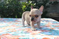 Cedar, a male French Bulldog for sale in Greenville, TX – 2 of 7