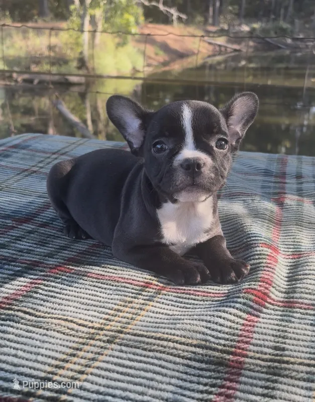 Roxy – French Bulldog puppy for sale in Greenville, TX