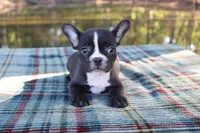 Roxy, a female French Bulldog for sale in Greenville, TX – 6 of 10