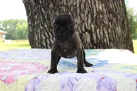 Archie, a male French Bulldog for sale in Greenville, TX – 2 of 7
