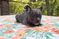 Milo, a male French Bulldog for sale in Greenville, TX – 4 of 7