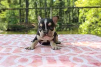 Dennis, a male French Bulldog for sale in Greenville, TX – 7 of 7