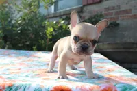 Cedar, a male French Bulldog for sale in Greenville, TX – 1 of 7