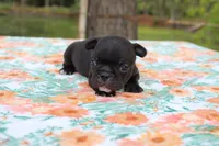 Pebbles, a female French Bulldog for sale in Greenville, TX – 4 of 7