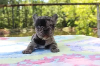 Luca, a male French Bulldog for sale in Greenville, TX – 4 of 7
