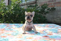 Gemma, a female French Bulldog for sale in Greenville, TX – 4 of 7