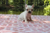 Howard, a male French Bulldog for sale in Greenville, TX – 4 of 7