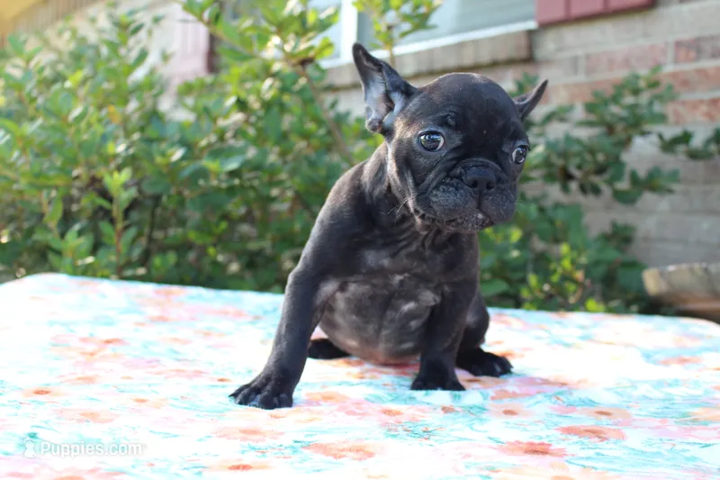 Oliver – French Bulldog puppy for sale in Greenville, TX