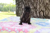 Archie, a male French Bulldog for sale in Greenville, TX – 7 of 7